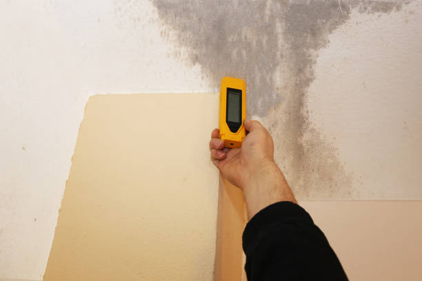 Best Commercial Mold Inspection  in La Crescent, MN