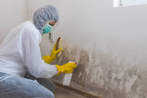 Best Emergency Mold Remediation  in La Crescent, MN