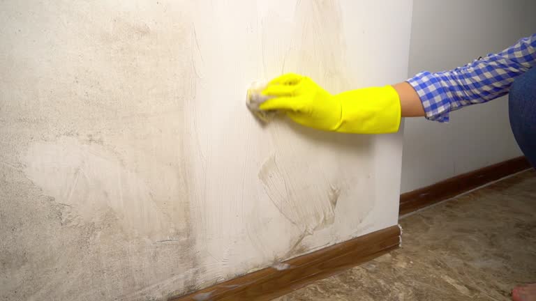 Best Mold Prevention Services  in La Crescent, MN