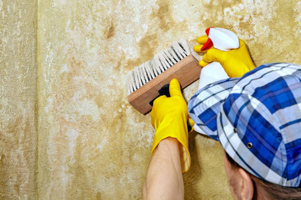 Best Air Quality Testing for Mold Spores  in La Crescent, MN