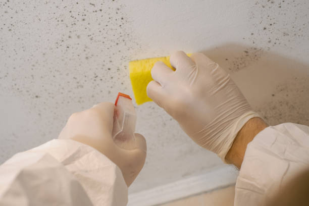 Best Mold Remediation for Healthcare Facilities  in La Crescent, MN