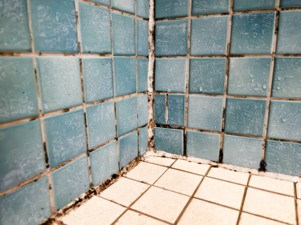 Best Environmental Consulting for Mold Prevention  in La Crescent, MN