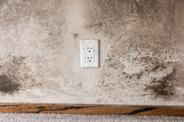 Best Biohazard Mold Removal  in La Crescent, MN