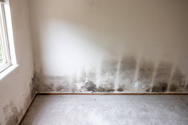 Best Residential Mold Inspection & Testing  in La Crescent, MN