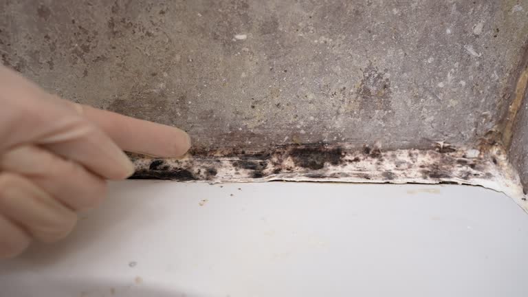 Best Mold Removal for HVAC Installations  in La Crescent, MN